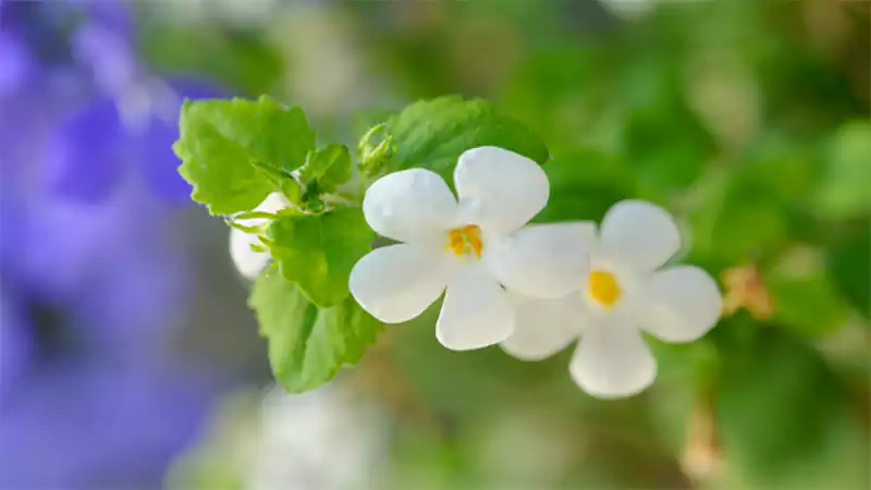 d-Bacopa Plant