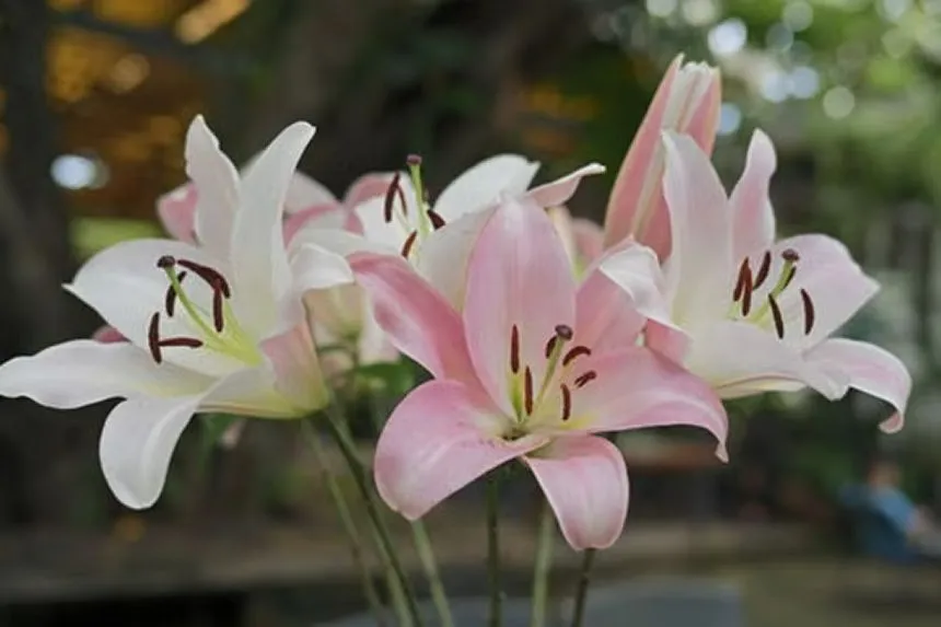 lily