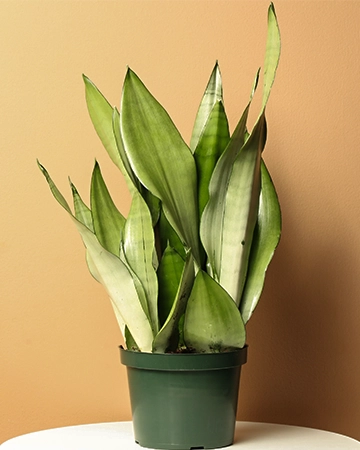 Moonshine Snake Plant