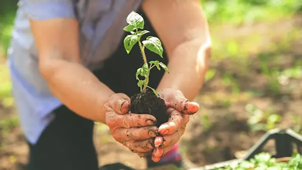 planting beginners guide