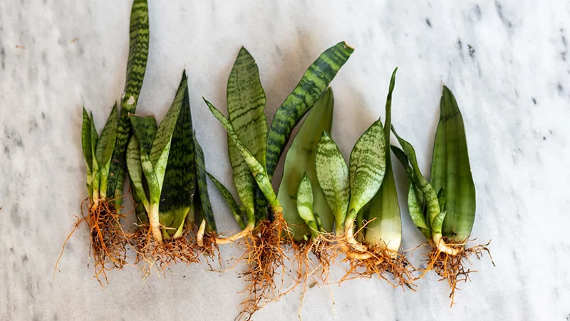 Propagation by Division