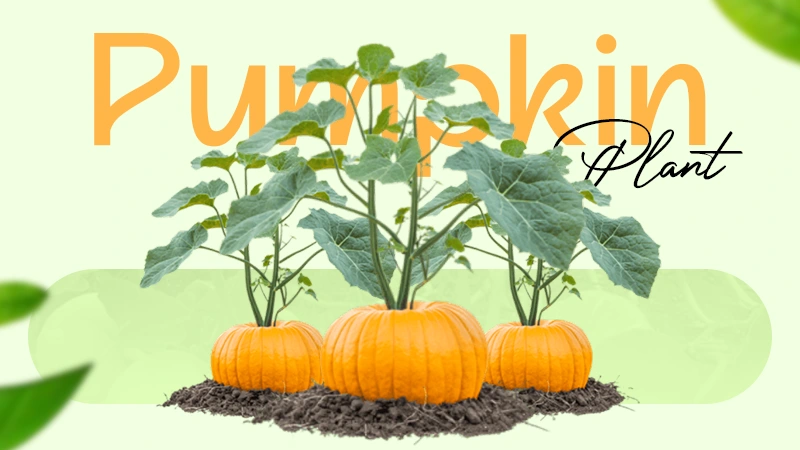 pumpkin plant