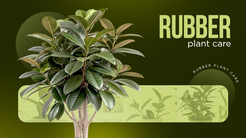 rubber plant