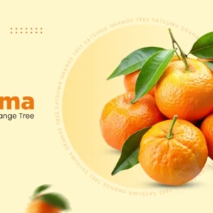 Satsuma: Orange Tree For Sale - Limited Stocks Available