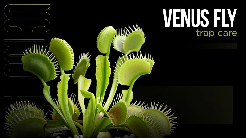 venus-fly-trap-care