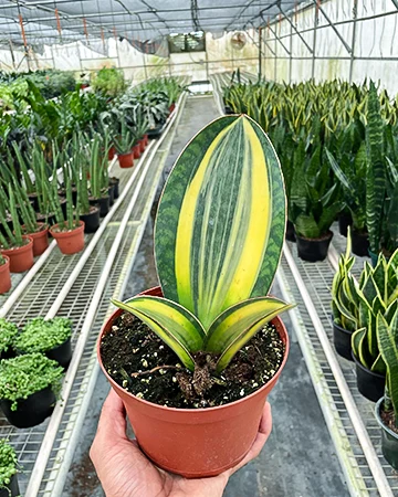 Whale Fin Snake Plant