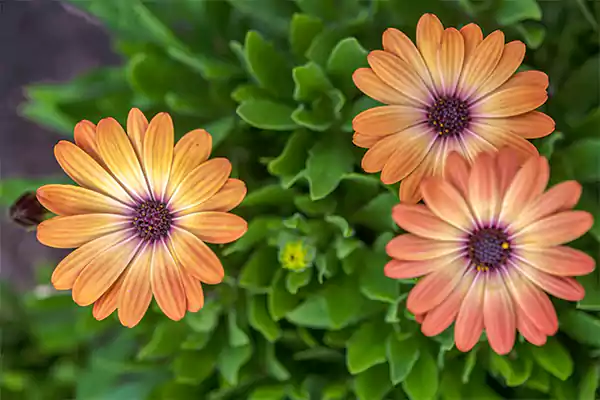 African Daisy