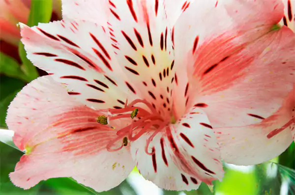 Alstroemeria
