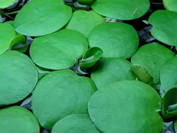 Amazon Frogbit