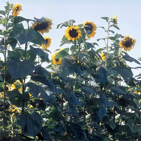 American Giant Sunflower