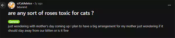 Are any sort of roses toxic for cats Reddit query