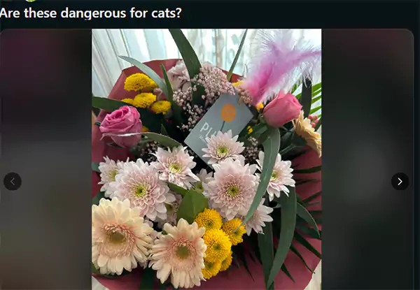 Are these dangerous for cats Reddit query