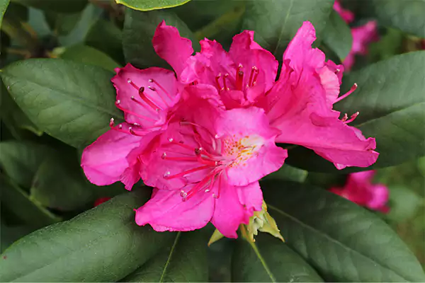 Azaleas