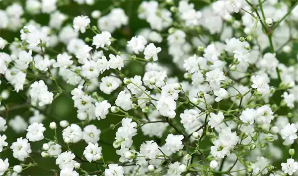 Babys Breath
