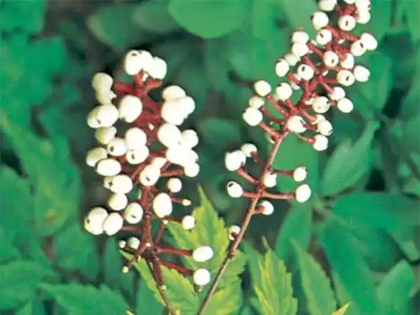 Baneberry