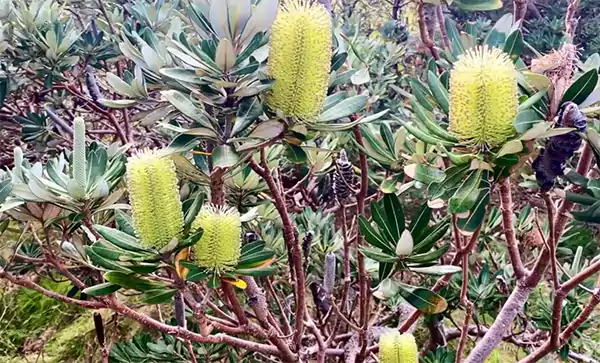 Banksia
