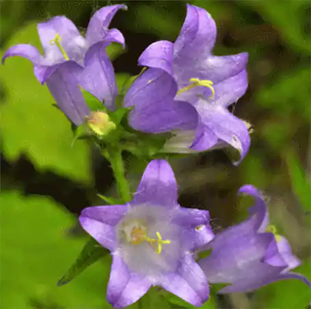 Bellflower