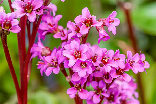 Bergenia