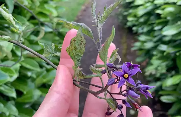 Bittersweet Nightshade