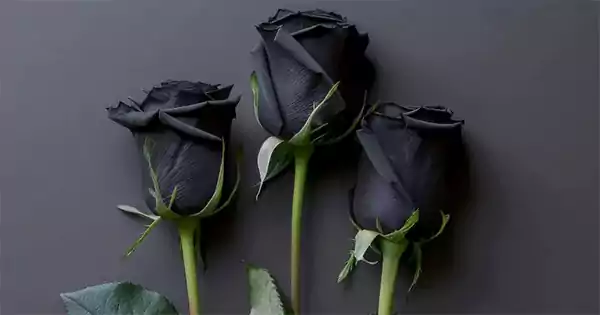 Black Rose for new beginnings