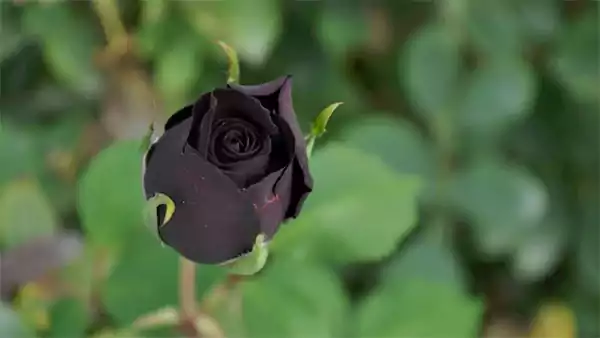 Black Rose