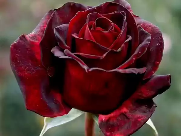 Black beauty rose