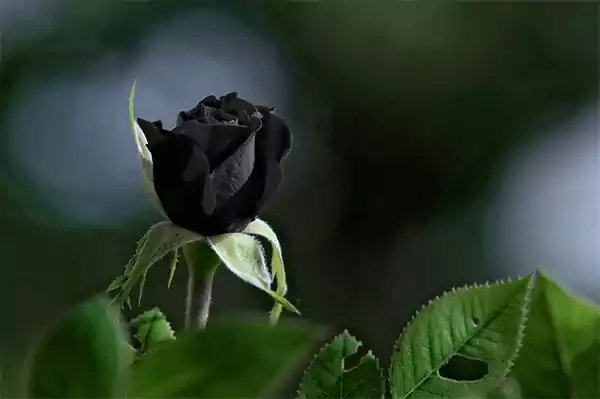 Black rose for mourning