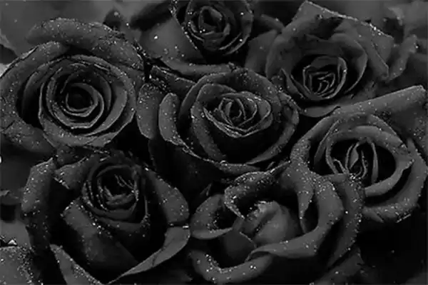 Black rosee