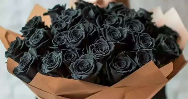 Black roseee