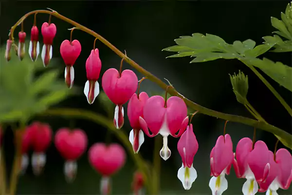 Bleeding Heart