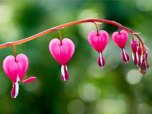 Bleeding heart plant
