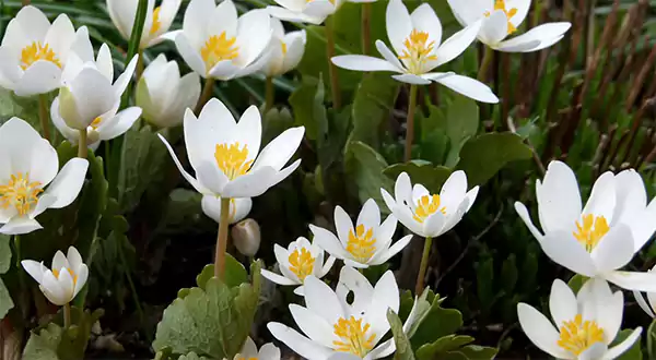 Blood Root