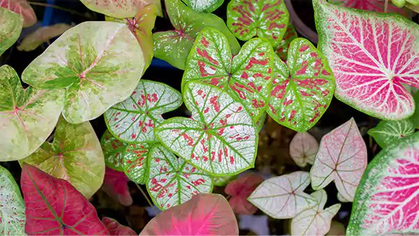 Caladium