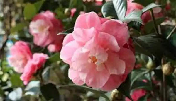 Camellia