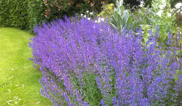 Catmint