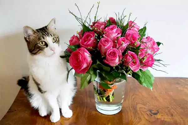 Cats and Roses