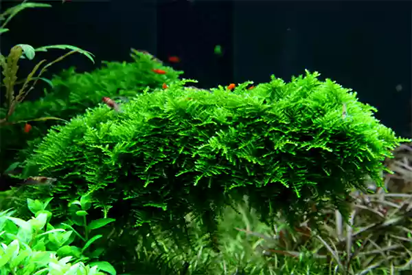 Christmas Moss
