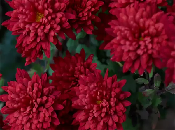 Chrysanthemums