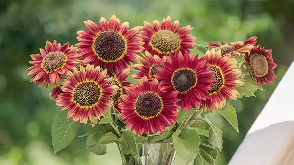 Crimson Sunflower