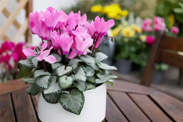 Cyclamen