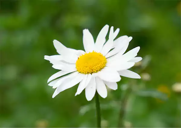 Daisy