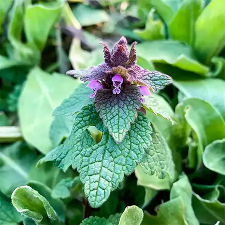 Dead Nettle