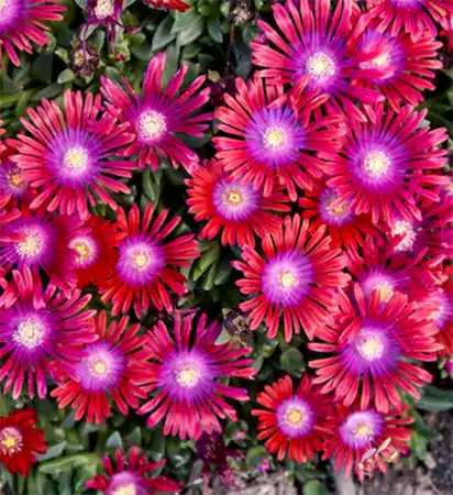 Delosperma