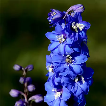 Delphinium