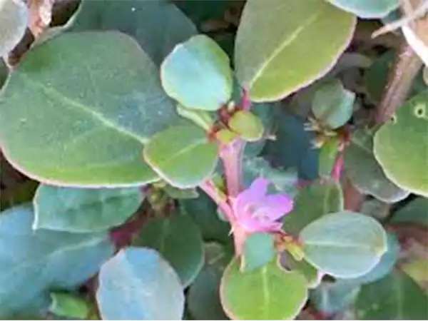 Desert Horse Purslane