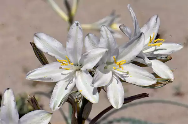 Desert Lily Flower