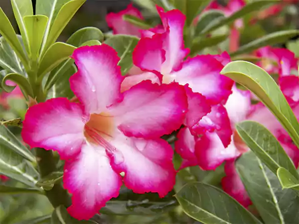 Desert Rose