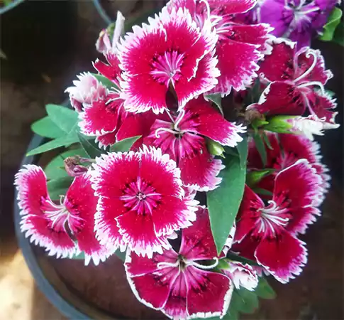 Dianthus