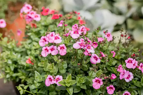 Diascia
