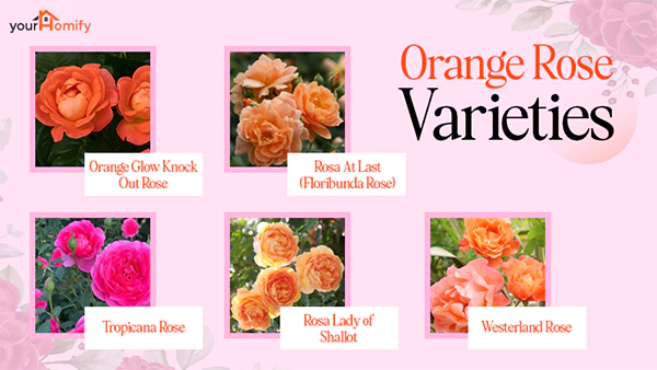 Different Orange Rose Varieties